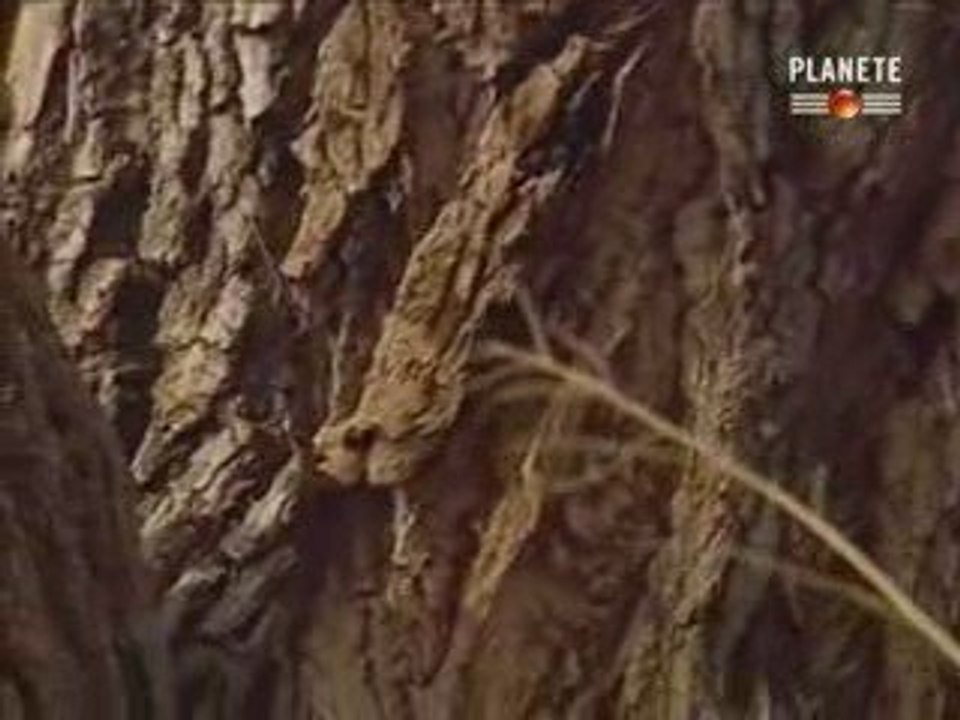 Planète - L'incroyable Catastrophe 2-3