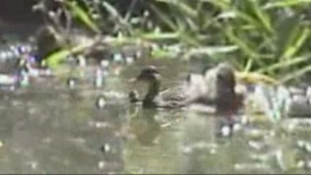 canard et canetons en vadrouille