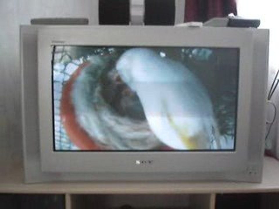 chardonneret lutino avec 5 jeunes au nid