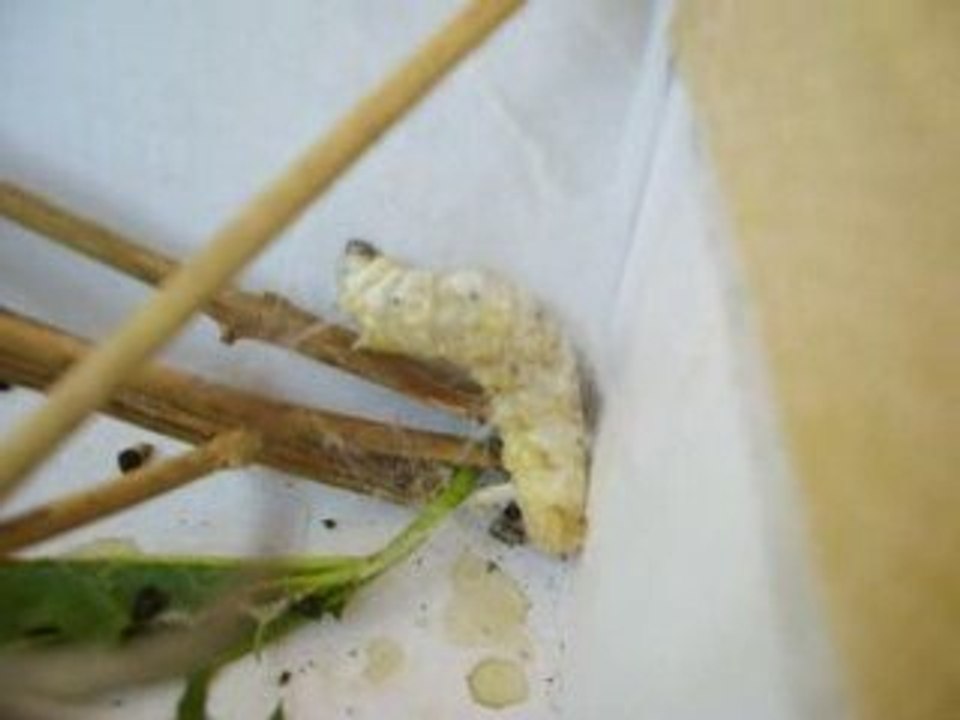 vers à soie la baume cornillane