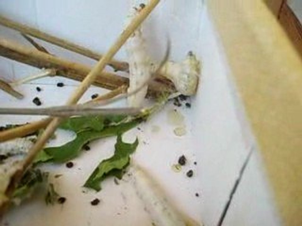 vers à soie la baume cornillane