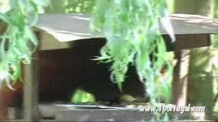 Parque zoologico de Thoiry