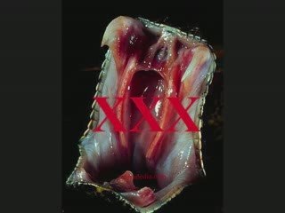 Unveiling the Secrets: Freemason Sign Language & Greek Alphabet Insights 🔍