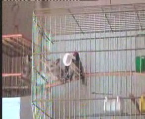 Saka kanarya ciftlesmesi