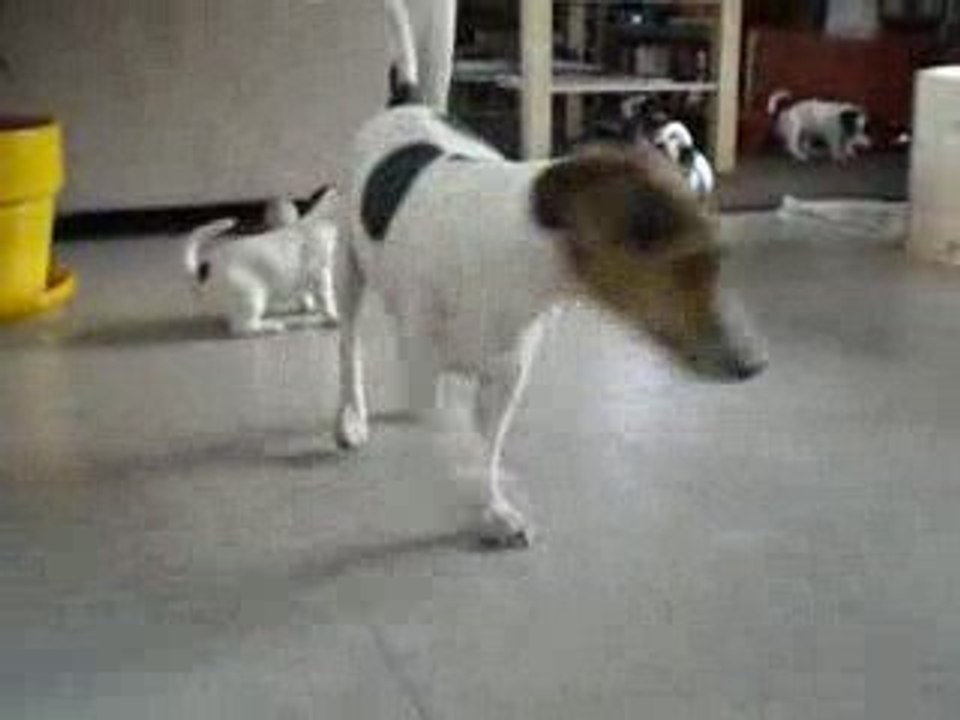 Les 6 crapules J38 V