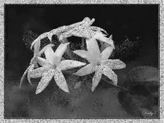 Ayşe Tunalı - Yasemenler Dile Geldi