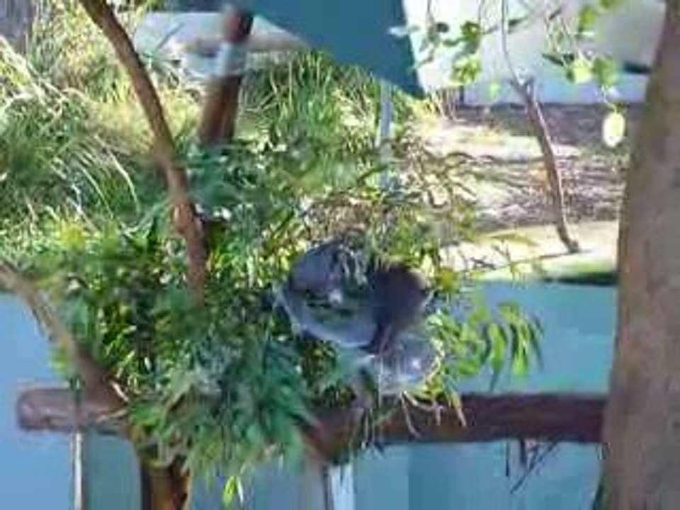 Koala Hospital @ Port Macquarie, New South Wales, Australia