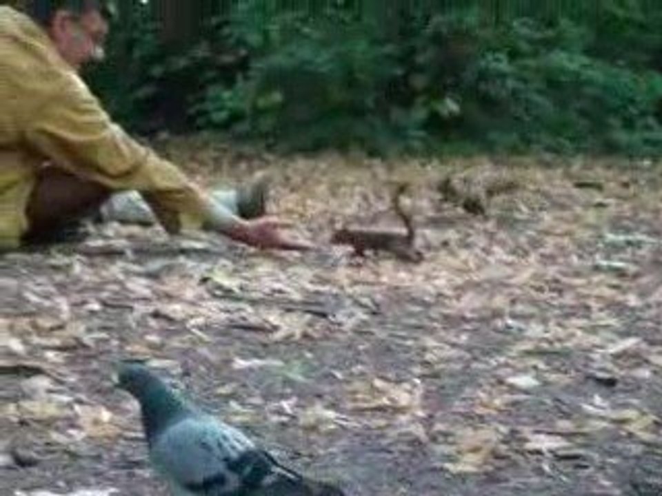 les pitis zécureils