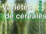 Culture de blé : Plus de 100 variétés en 2008