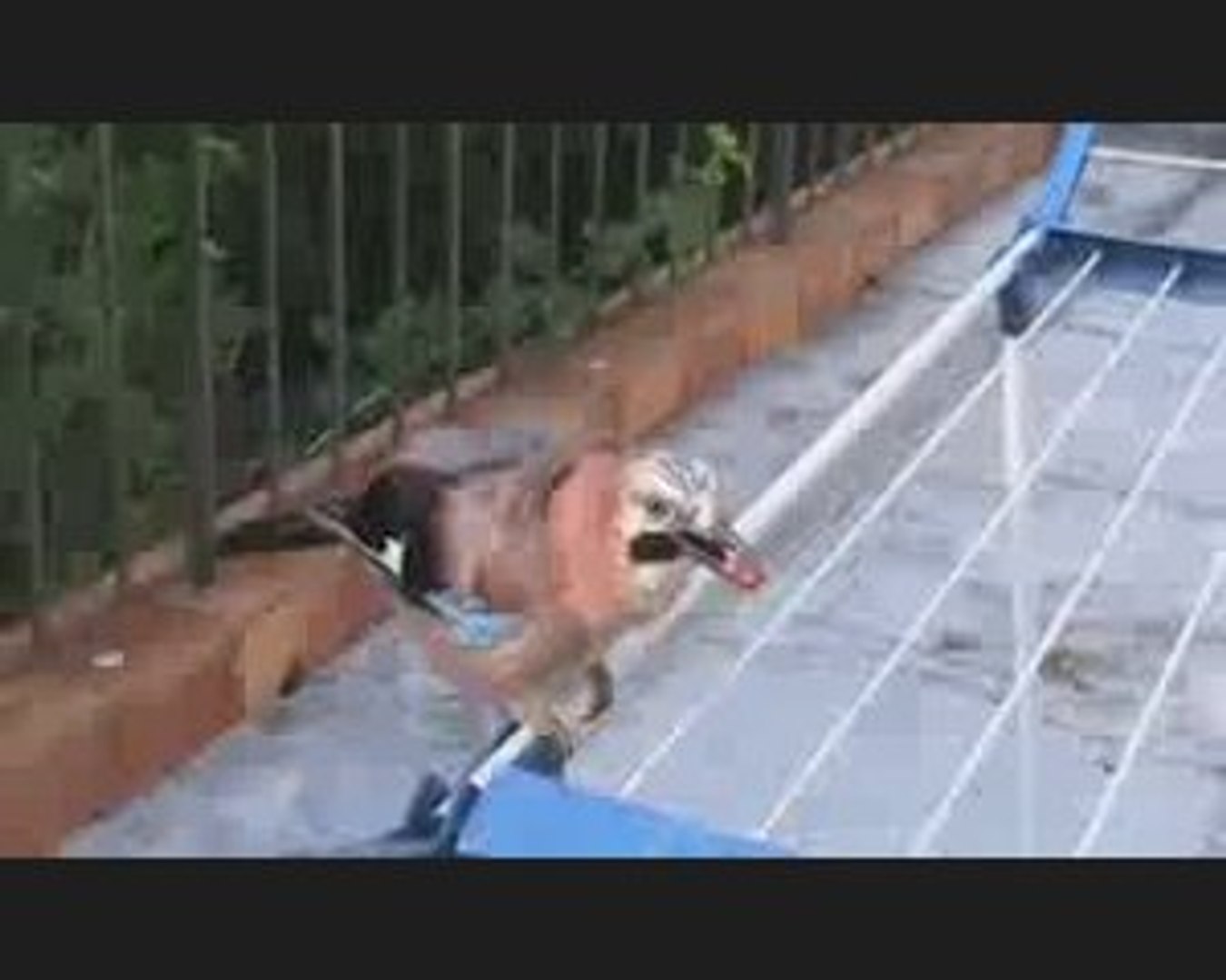 Country Music - Noé