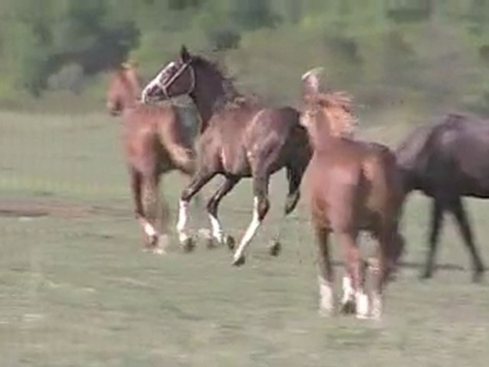 Malatya-Sultansuyu stud farm