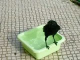 O corvo chamado Joao toma banho