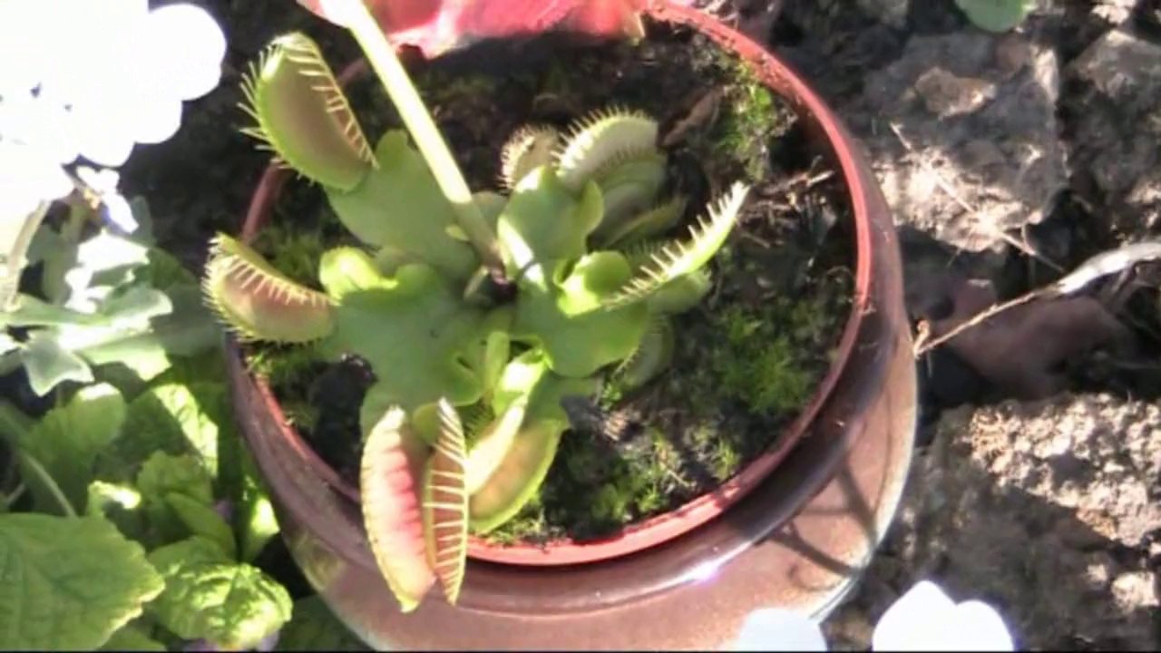 Fourmi attapée par une plante carnivore