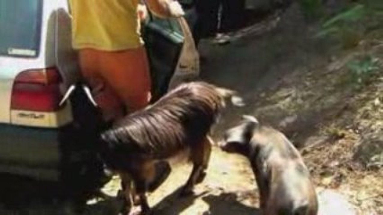 Une histoire de cochon