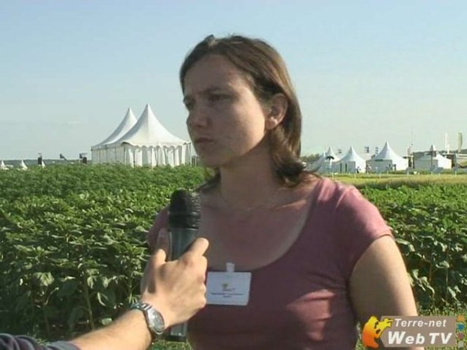 Agriculture bio : Renan principale variété de blé utilisée