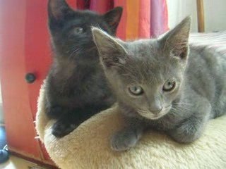 Calinou et Moka, deux chatons à l'adoption