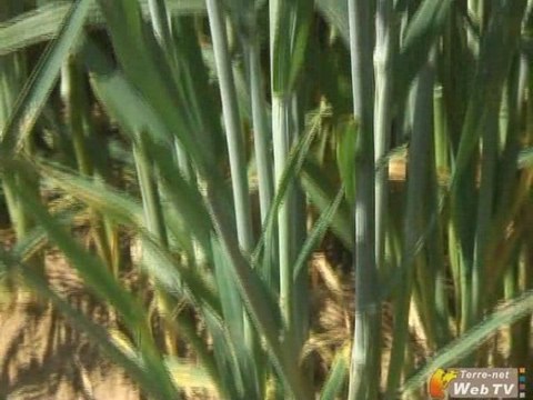 Reconnaissance bio : critères des choix des variétés