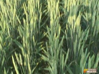 apache et caphorn, ideals pour la meunerie