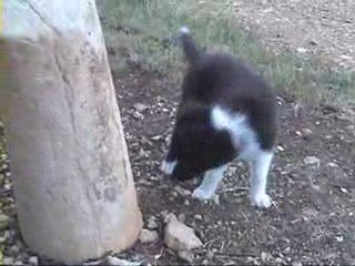 Emeraude - Perle - Ships