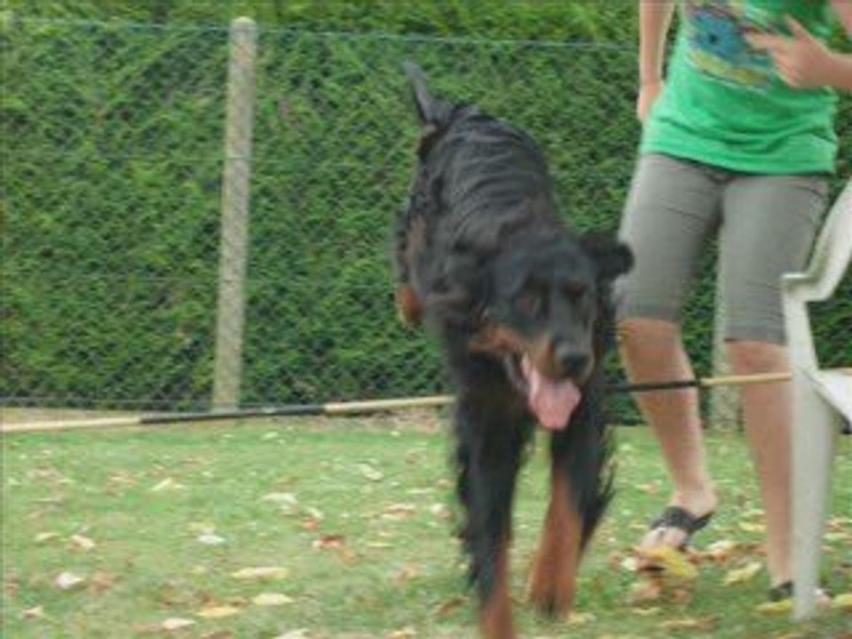Setter Gordon