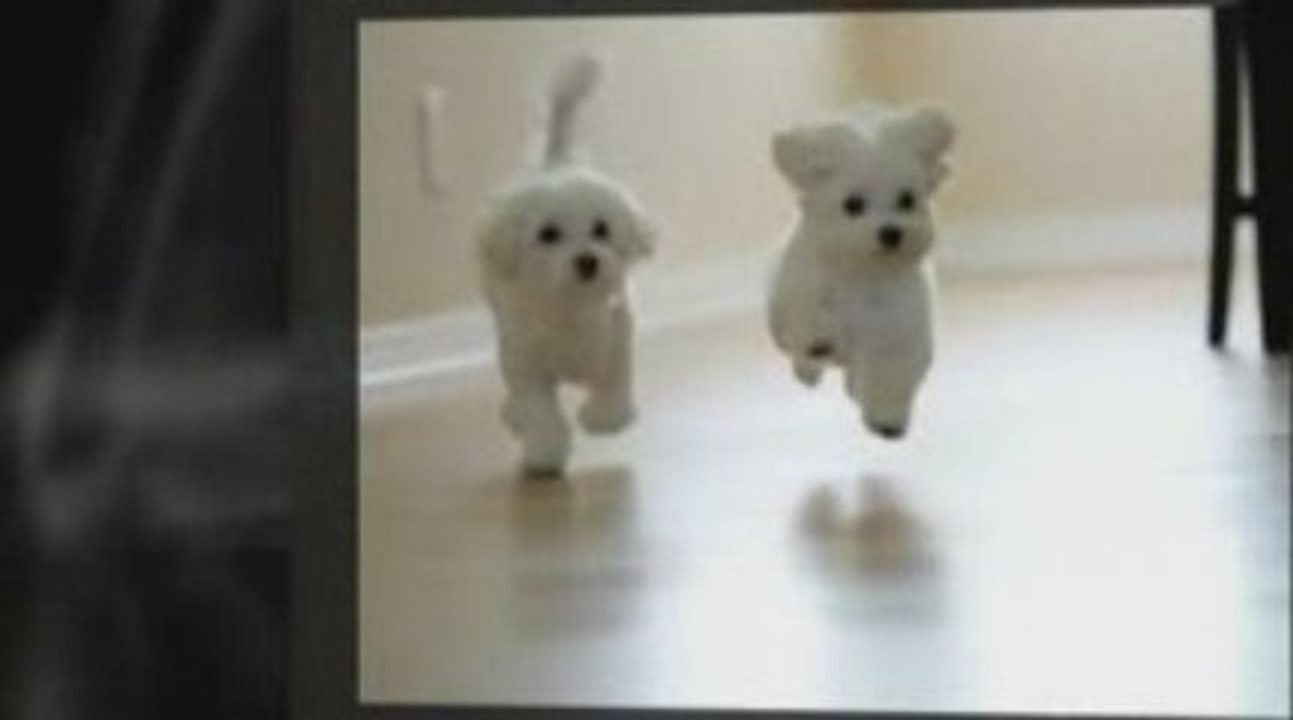 natural dog food recipes, Want Your Dog To Live Longer?