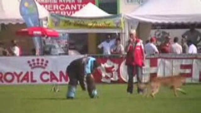 championat de france de ring à brive 2009 ; stella et valmy