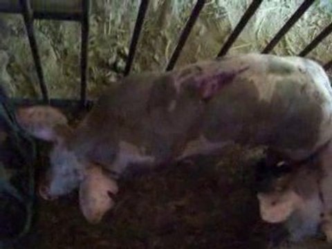 Gouille et Sergueï les 2 futur cochon grillés!