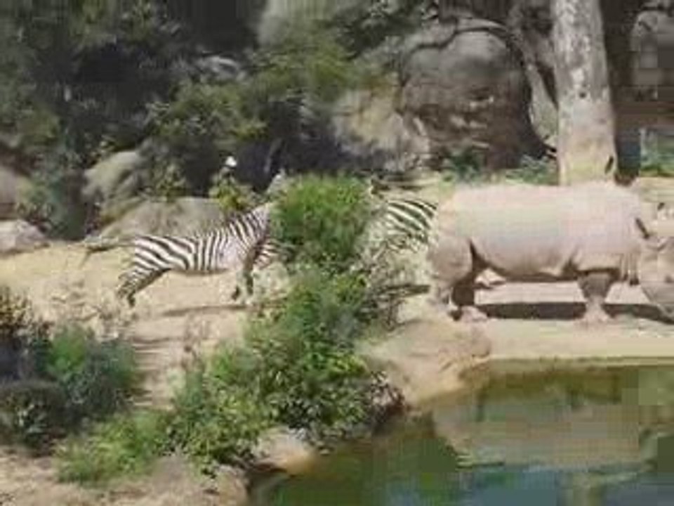 Active Zebras