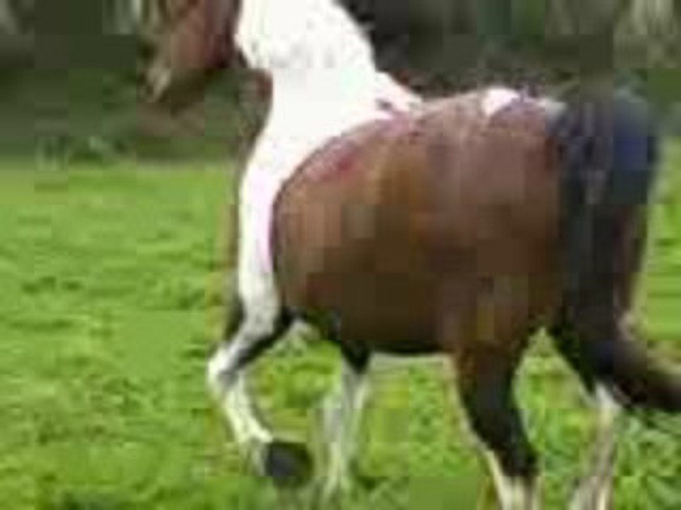Cheval De Sarah