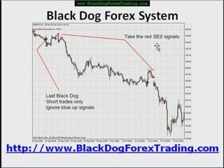 Black Dog Forex Trading