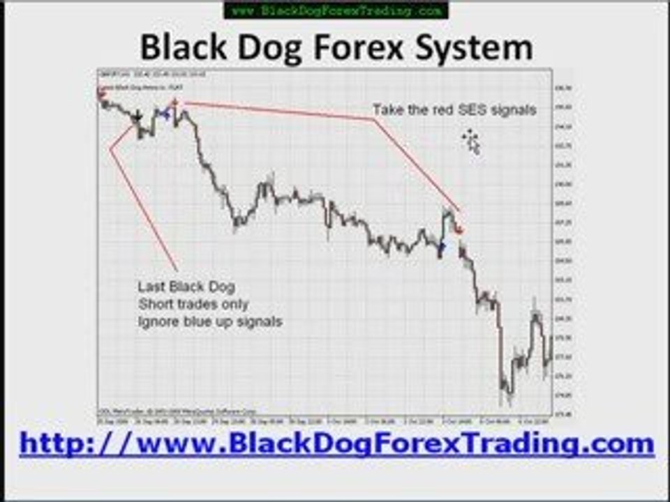 Black Dog Forex Trading