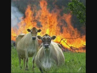 Who Let the Cows out? Huh? HUH?