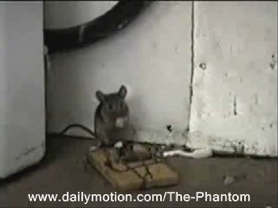 La tapette à souris de Régis