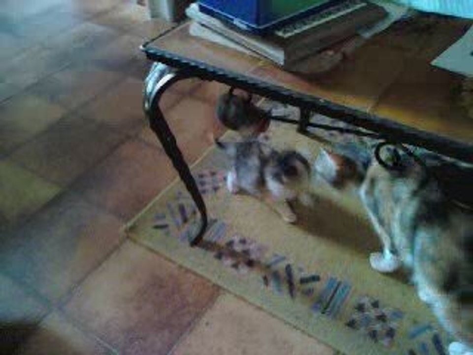les chatons et leur maman