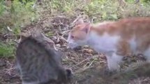 bagarre de chats