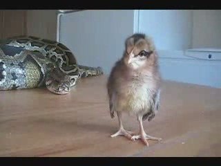 ne jamais tourner le dos a un serpent