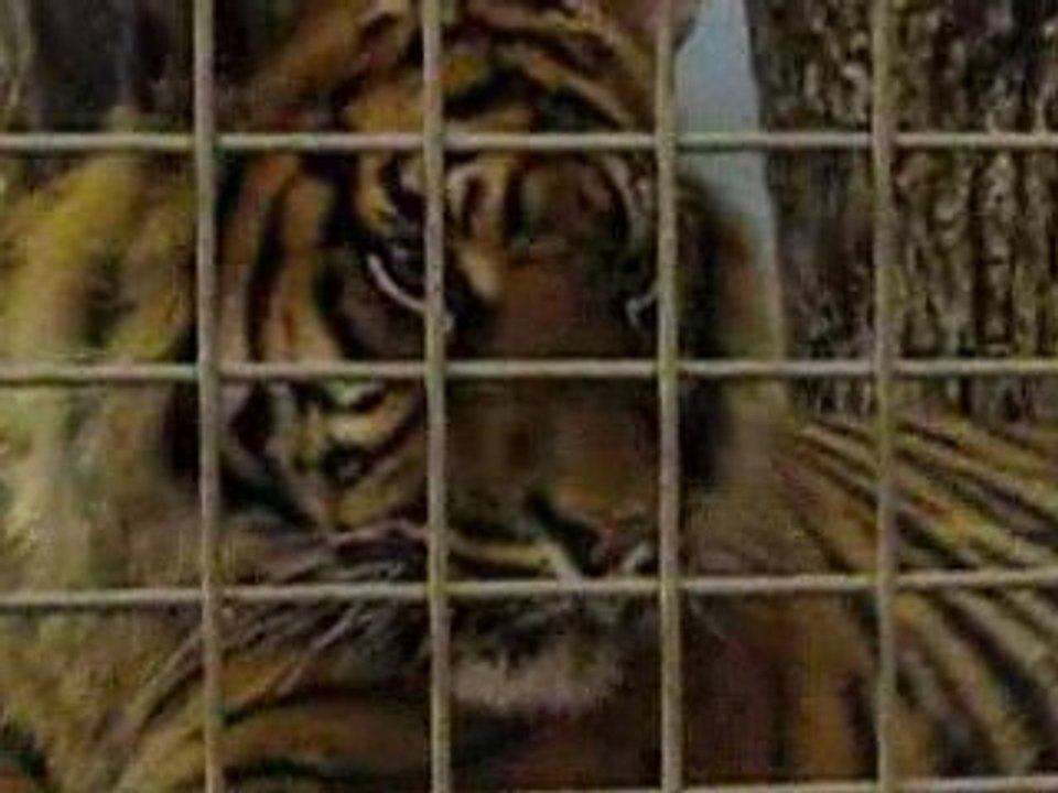In a cage :-(