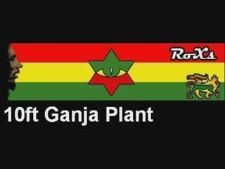 Ganja Plant - Born Free