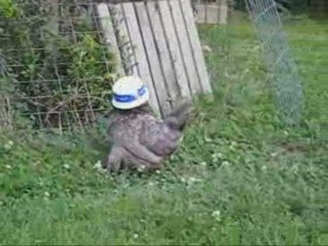 La Poule de Régis est une conne