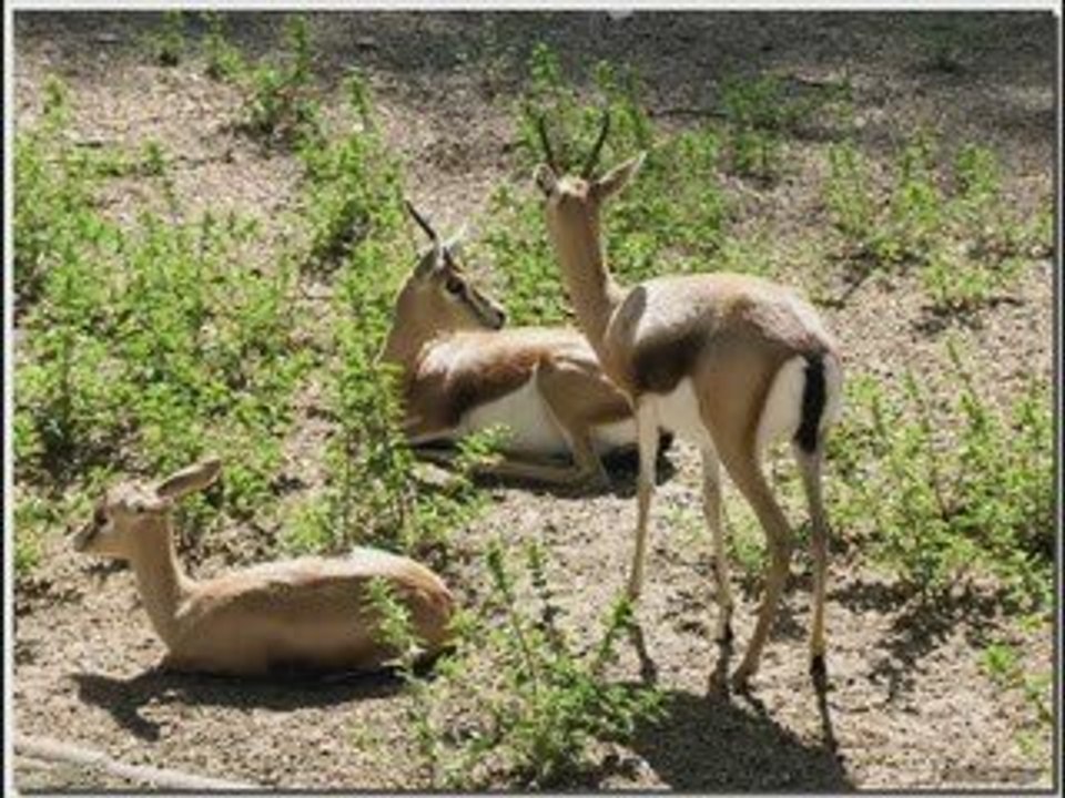 souss lhadit stchlhiyt