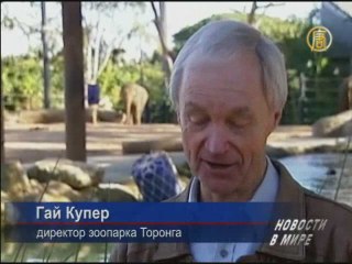 Впервые азиатские слоны дали потомство в неволе