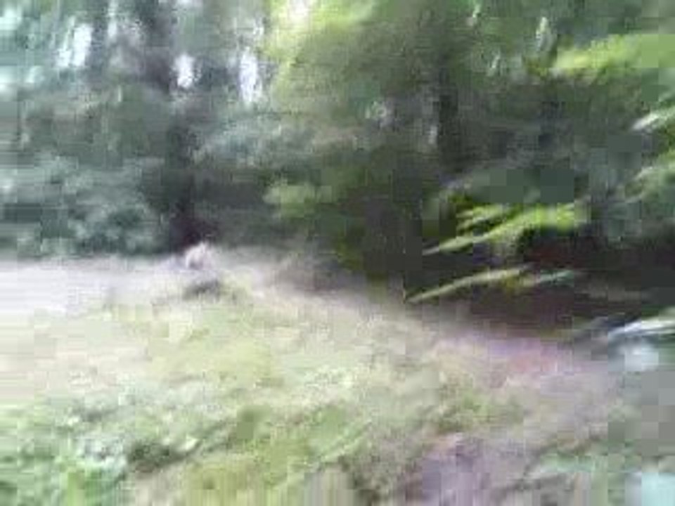 DIRT