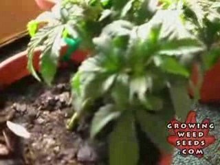 My First Marijuana Grow Box W/ CFL Lights - Part 4