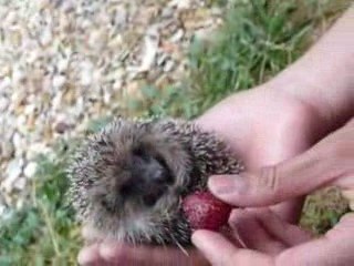 NOTRE BEBE HERISSON JUILL 2009