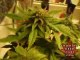 My First Marijuana Grow Box W/ CFL Lights - Part 7