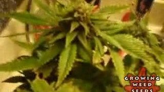 My First Marijuana Grow Box W/ CFL Lights - Part 7