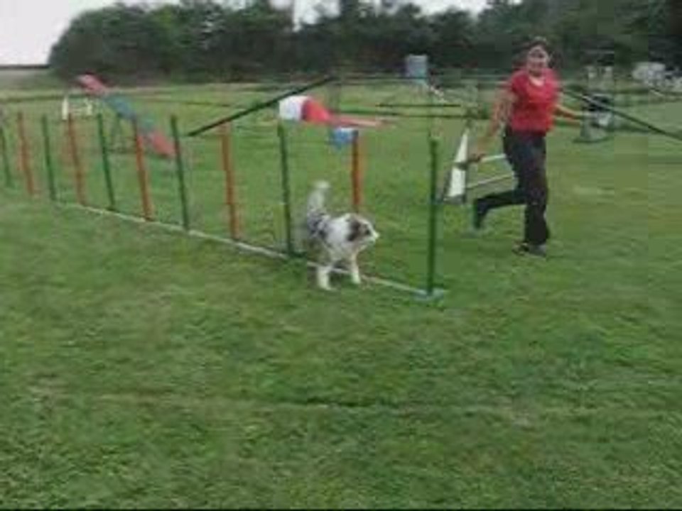 Coco agility slalom, juillet 2009