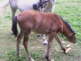 Poulinière Ricky IV et poulain par Cliff of Laps
