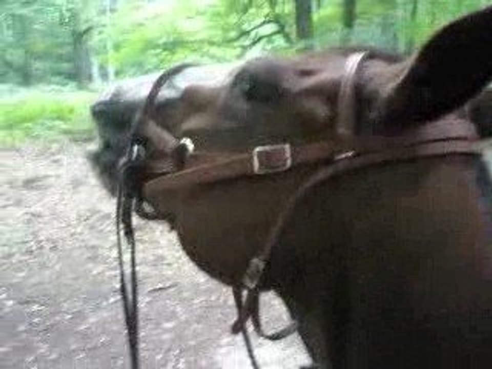 Flehmen monté Little Fly