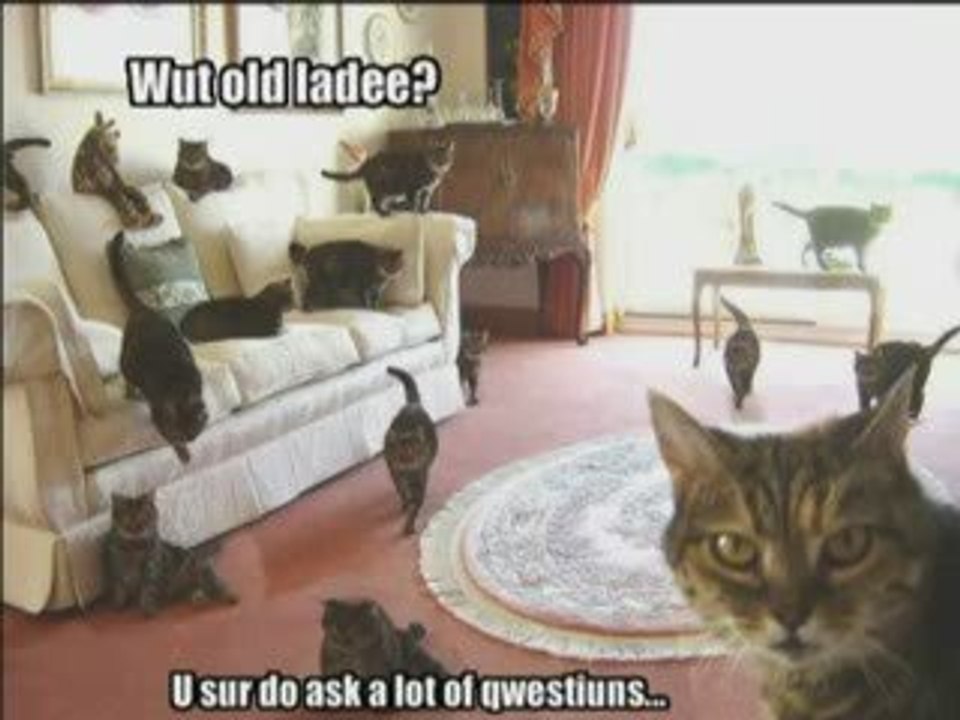 funny cat